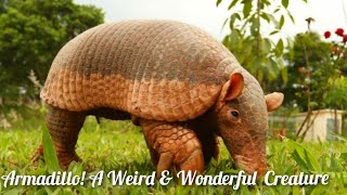 Weird amp Amazing Animal The Armadillo The Unusual Mammal with a Natures Tank [upl. by Bathelda747]