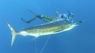 NEW Spearfishing World Record Striped Marlin womens [upl. by Rainah]