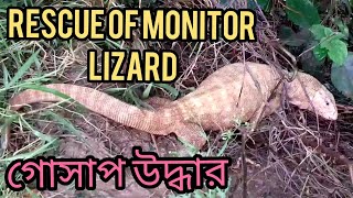 Indian monitor lizard rescue operation।varanus bengalensis।জালে আটকে পড়া গোসাপ উদ্ধার।snake rescue। [upl. by Atiuqer895]