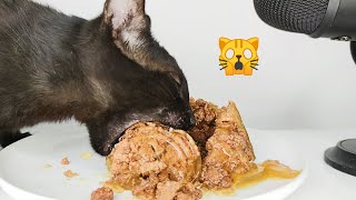 Cat Eating Wet Food with Chicken in Jelly ASMR [upl. by Yahc]