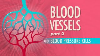 Blood Vessels Part 2 Crash Course Anatomy amp Physiology 28 [upl. by Einatsed]