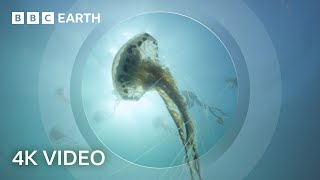 The Secret World of Jellyfish  North Atlantic  4K UHD  BBC Earth [upl. by Navap163]