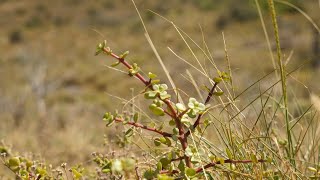 South Africas carbontrapping spekboom making a comeback  AFP [upl. by Hoshi]