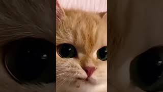 the adorableness and cuteness of a cat episode 1 youtubeshorts real funny [upl. by Towroy]