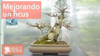 Mejorando un ficus  Bonsai Colmenar [upl. by Aerdnaeel]