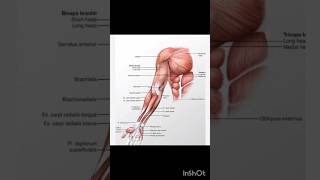 Anatomy of arm biceps brachii brachialiscoracobrachialis the simple mnemonic shortvideo shorts [upl. by Fryd401]