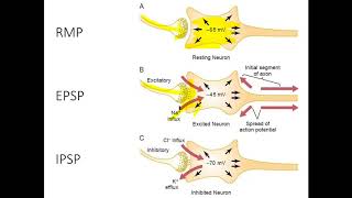 Excitatory and inhibitory postsynaptic potentials [upl. by Anitsej841]