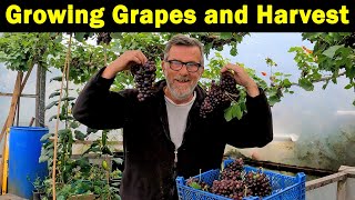 How to Grow Grapes  Solving Problems  Black Hamburg  Harvest  Green Side Up [upl. by Najtsirk797]