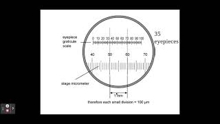 211 Cell structure b The use of an eyepiece graticule and stage micrometer [upl. by Arikahc]