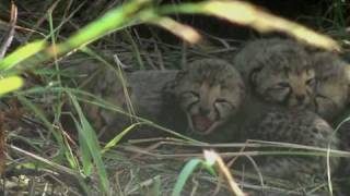 Baby cheetah sounds [upl. by Arahc]