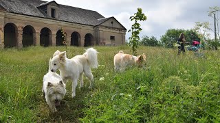 West Highland White Terrier Westie Bobby Walk before separation [upl. by Coplin]