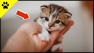 Entwicklung eines Katzenbabys von 0–8 Wochen ❤️ SO NIEDLICH [upl. by Corney447]