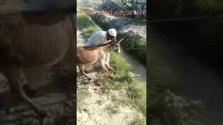 donkey funny video funnyvideos comedy video shorts [upl. by Alix]