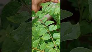 🌱✨ curry leaf plant 🤯🫣gardening shortsvideo curryleavesyoutubeshorts [upl. by Stirling]