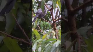 Gray Catbird Songbird nature wildlife graycatbird [upl. by Bianchi]