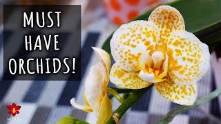 Amazing Phalaenopsis Orchids you should have [upl. by Oir]