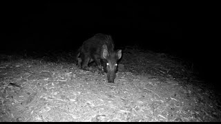 🦡​ Lo último de La Poza Tejón Meloncillo Jabalí con la pata rota Garduña Gineta zorro [upl. by Eigna376]