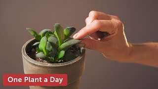 Gasteria glomerata Ox Tongue Houseplant Care — 6 of 365 [upl. by Mandeville947]