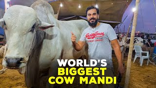 Visiting Worlds Biggest Cow Mandi in Karachi [upl. by Jordans]