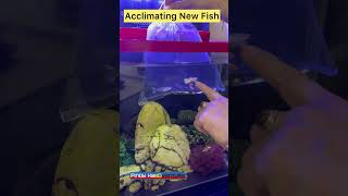 How to Acclimate your Fish Tip [upl. by Truk]