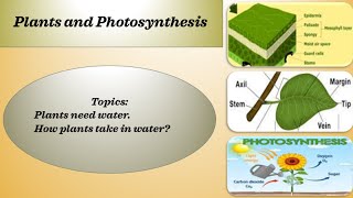 Symplast Apoplast and Vacuolar Pathway [upl. by Andy820]