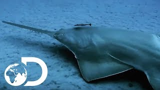 The Incredibly Endangered Sawfish  Lair Of The Sawfish  SHARK WEEK 2018 [upl. by Ahsart]