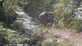 Sumatran elephants protect their calf [upl. by Arron]