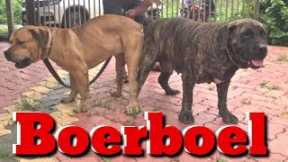 Boerboel The African Mastiff Puppies South African Breed Dog Super Bite Force [upl. by Anippesuig]