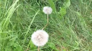 Taraxacum erythrospermum Redseeded Dandelion taraxacum dandelion erythrospermum gardening [upl. by Nidnerb66]