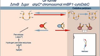 Disulfide bond formation in the cytoplasm of SHuffle cells [upl. by Nakhsa]