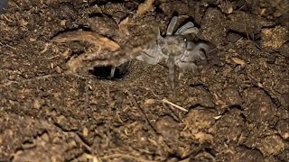 Liphistius cf ornatus Nephila madagascariensis and Macrothele gigas feedings [upl. by Nahttam]