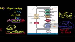 Biochemistry  Urate Oxidase and Urate Part 23  Physiology Gout amp Kidney Stones [upl. by Lessur]