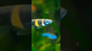 Killifish aquarium aquascape ikanhias fish viralshort animals viralvideo nature fish [upl. by Ennagroeg]