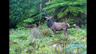 Part 1 Fiordland NZ  Wapiti ballot block George river 1st period 2019 Second chance Bull [upl. by Adnoved]