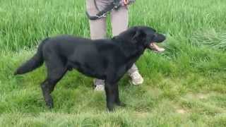 Spencer croisé Labrador  Beauceron 11 ans à ladoption [upl. by Grinnell]