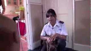 RSPCA Video  The Dog Rescuers Episode 8 [upl. by Eoin]