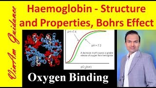 Myoglobin vs Hemoglobin Dissociation Curve [upl. by Nwavahs]