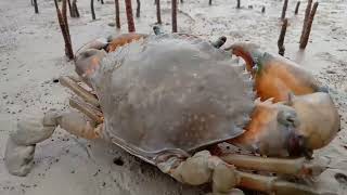 Crab Sprint Crabs Great Escape The Fast and the Furious at Low Tide [upl. by Stavro]