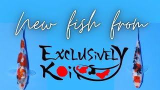 New fish from exclusively koi 😀 [upl. by Eimar476]