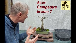 Acer Campestre broom 7 [upl. by Rivy770]