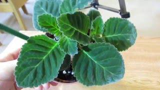 Gloxinia Growing Lots Of Healthy Leaves [upl. by Pol]