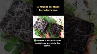 beneficios del hongo trichoderma spp para sirve en el campo agriculture trichoderma youtube [upl. by Der]