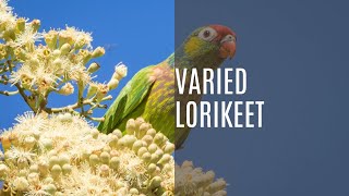 Varied lorikeet Psitteuteles Versicolor [upl. by Relyc161]