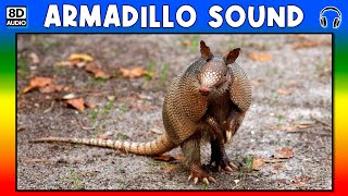 🐾 ARMADILLO SOUND  ARMADILLO SOUND EFFECT  SOUND OF ARMADILLO  NOISE OF ARMADILLO [upl. by Hcire]