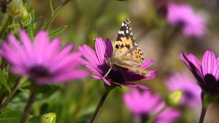 Butterfly pollinating flower [upl. by Nuhsyar]