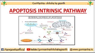 APOPTOSIS PATHWAY  INTRINSIC PATHWAY OF APOPTOSIS [upl. by Htebazil]