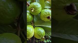 🌿How to grow guava tree great way to propagate guava tree by air layering using a carrot🥕guava [upl. by Anahc]