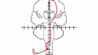 NeuroLogic Exam Videos  Corticospinal Tracts [upl. by Bevan]