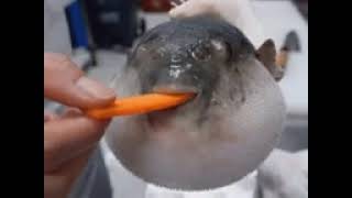 puff fish eating carrot meme [upl. by Nerha]