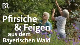 Biobauern Martin und Birte Staub Exotische Früchte aus Frauenau  Spessart  Karwendel  BR [upl. by Nosila]